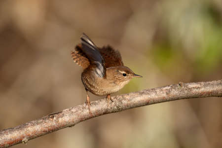 Close-up shot of Eurasian wren in a natural habitat in soft morning light. Detailed photo for bird identificationの写真素材