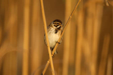 Males of common reed bunting (Emberiza schoeniclus) are close-ups in their natural habitat in soft morning light. Detailed photo to identify the bird.の写真素材