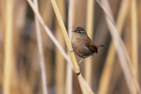 Eurasia wren close-up photo in natural habitat on a thin branch of reedの写真素材