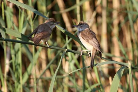 Male great reed warbler (Acrocephalus arundinaceus) close-up shot on a reed during lekking in soft morning lightの写真素材