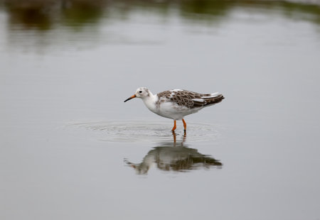 Solitary and group of ruff (Calidris pugnax) in winter plumage taken on the shore of a salty estuary in cloudy weatherの写真素材