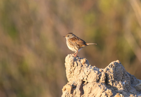 The dunnock (Prunella modularis) filmed in its natural habitat during autumn migration. Close-up and...