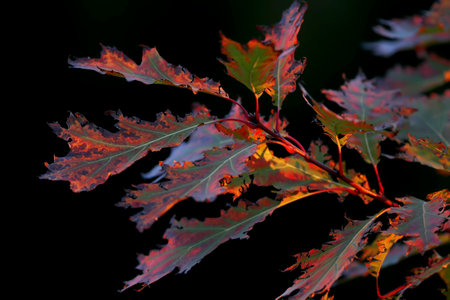 A fragment of a red oak branch (Quercus rubra) with leaves is shot against a black background in the...