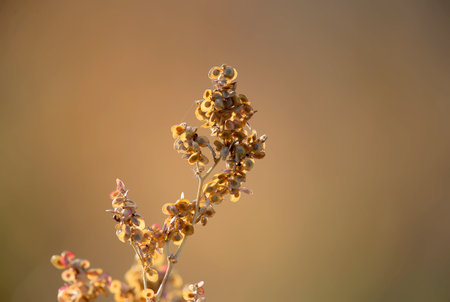 Dry quinoa twig shot close-up in backlight against a blurred background