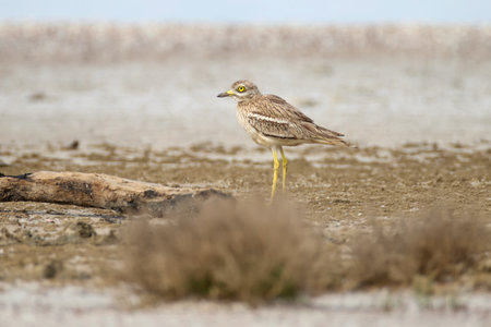 Male and female exotic Eurasian stone-curlew (Burhinus oedicnemus) photographed in their natural...