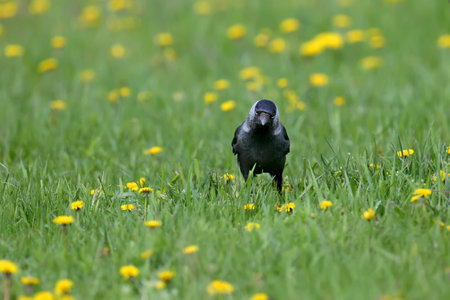 Close-up and bright photo of western jackdaw (Coloeus monedula) walking on green grass with blooming dandelions. Unusual angle and detailed photos of bird plumageの写真素材