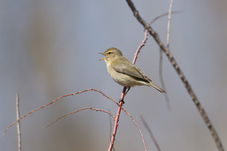 Migratory common chiffchaff (Phylloscopus collybita) close-up shot in its natural habitat. The bird...
