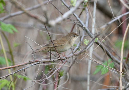 Various close-up pictures of Savi's warbler (Locustella luscinioides) sitting on a silver sucker...