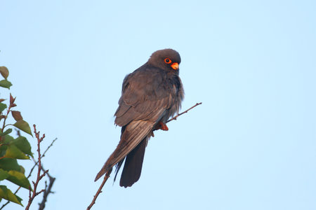 Male red-footed falcon (Falco vespertinus) photographed on a tree branch against a blue sky. close-up detailed photoの写真素材