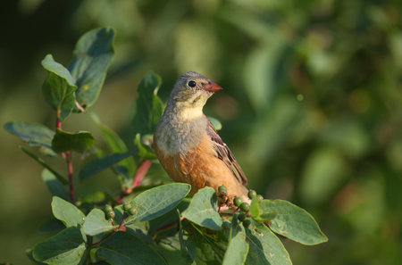 Male Extraordinary The ortolan (Emberiza hortulana) in bright breeding plumage, shot in soft morning...