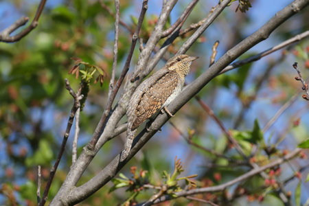 Male Eurasian wryneck or northern wryneck (Jynx torquilla) shot on a tree close-up in soft morning...