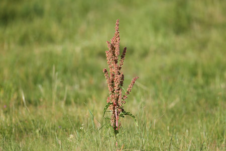 Close-up photo of a lonely growing bush Rumex confertus (Russian dock) against a bright green meadow...
