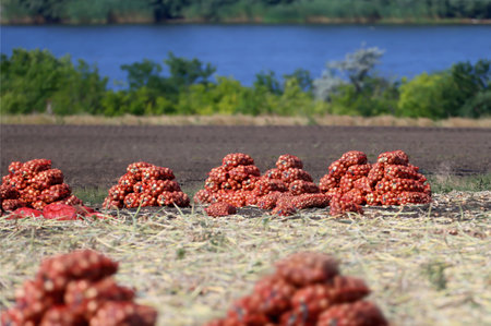 Mesh bags with a crop of onions lie on a yellow field against the background of green grass and blue water.の写真素材