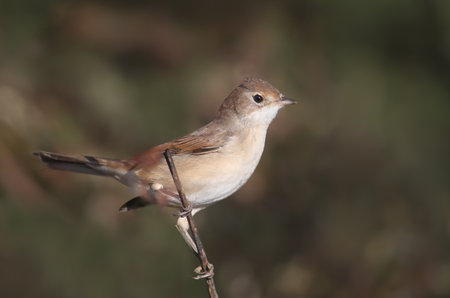 Male marsh warbler (Acrocephalus palustris) shot very close up sitting on a branch against a blurred...