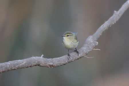 Migrant common chiffchaff (Phylloscopus collybita) shot close up on plant branches in natural habitat in soft morning light with blurred backgroundの写真素材