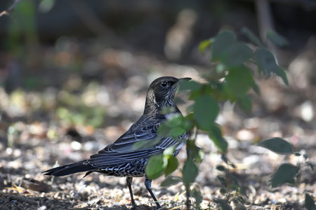 Adult ring ouzel (Turdus torquatus) shot close up sitting on the ground in different types of...