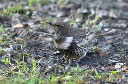 Adult ring ouzel (Turdus torquatus) shot close up sitting on the ground in different types of...