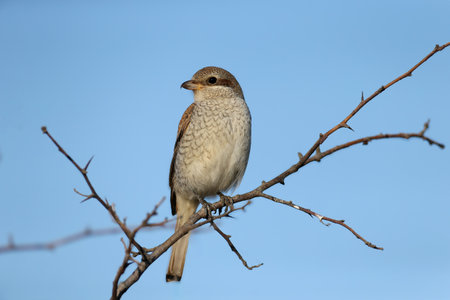 Close-up of a female red-backed shrike (Lanius collurio) perched on a branch against a blue skyの写真素材