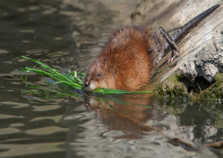 Adult muskrat or common muskrat (Ondatra zibethicus) close-up with a tuft of grass in its mouthの写真素材