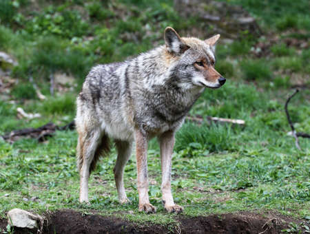 Coyote watching for prey