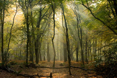 early morningsun in the woods withs sunbeams between the trees