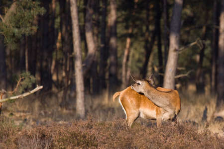 female red-dear, washing herserlf in the dutch wildernessの写真素材