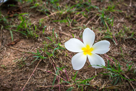 Plumeria on grassの写真素材