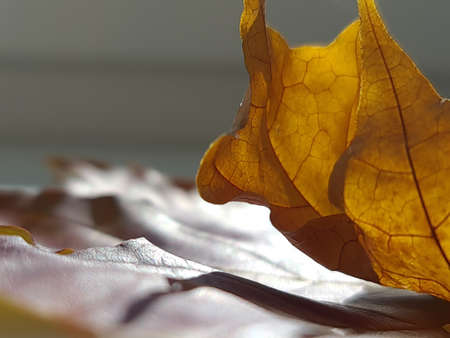 Foliage, Fall foliage, Yellow leaf, Maple leaf