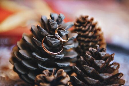 Wedding rings on spruce cones. Ring with stoneの写真素材