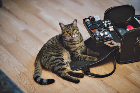 Funny cat. The cat next to the cosmetics.の写真素材