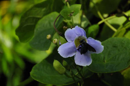 Purple flowers and bee in the gardenの写真素材
