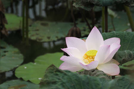 Blossom pink sacred lotus flower with yellow pollenの写真素材
