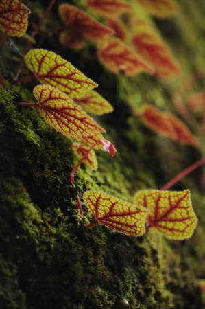 Beautiful leaves of begoniaの写真素材