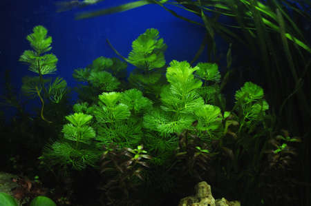 Fragment of the beautiful planted tropical freshwater aquariumの写真素材