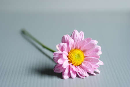 Pink daisy on gray background
