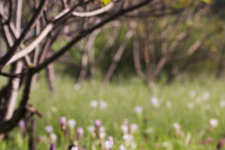 Blur Pattern Background of Flowers and Branches