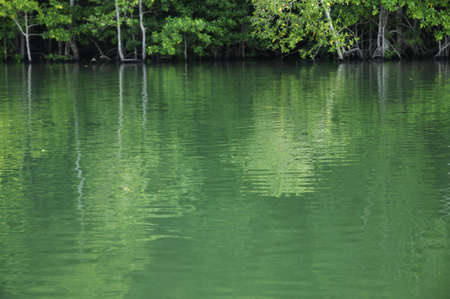 Background of green forest and reflection in the riverの写真素材