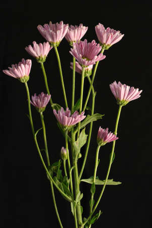 A Bouquet of Pink Daisies on Black Backgroundの写真素材