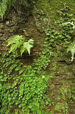 Plant on old wall の写真素材