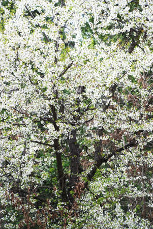Blooming tree branches with white flowers as nature background の写真素材