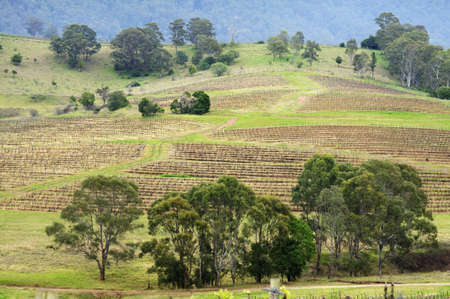 Hill of dried vineyard in Australiaの写真素材