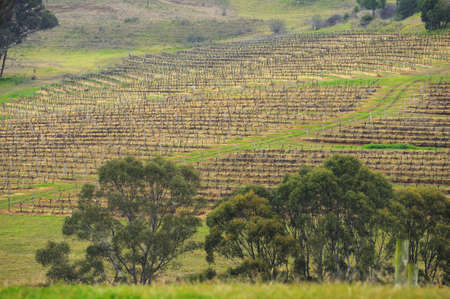 Terrace of dried vineyard in Australiaの写真素材