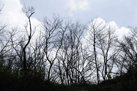 Silhouette trees   black branches on blue sky with white clouds