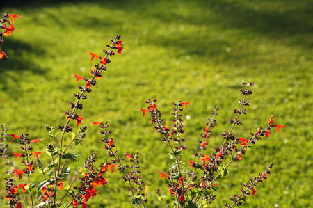 Red flowers on green grass backgroundの写真素材