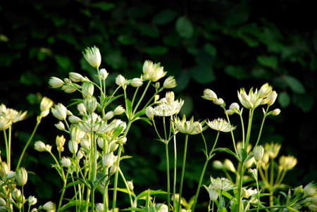 White flowers on deep green backgroundの写真素材