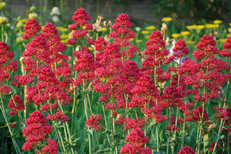 Flowerbed of red flowers in the gardenの写真素材