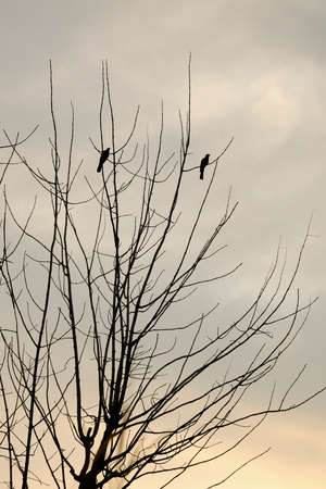 Silhouette birds on dry treeの写真素材