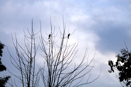 Silhouette birds on dry treeの写真素材