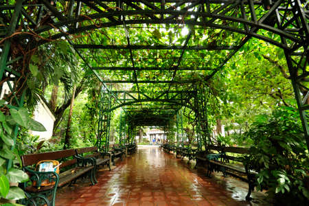Green archway and empty chairs in a gardenの写真素材