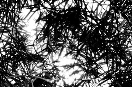 Silhouette leaves backgroundの写真素材